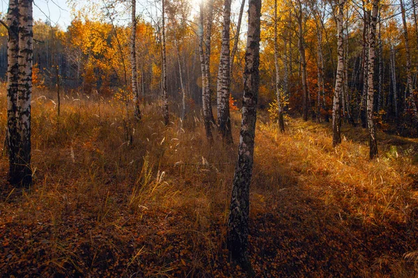 Аллея Осенней Золотисто Желтой Березовой Роще Закате — стоковое фото