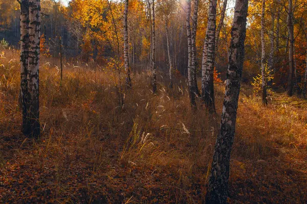 Aleja Jesienią Złoty Żółty Gaj Brzozowy Zachodzie Słońca — Zdjęcie stockowe