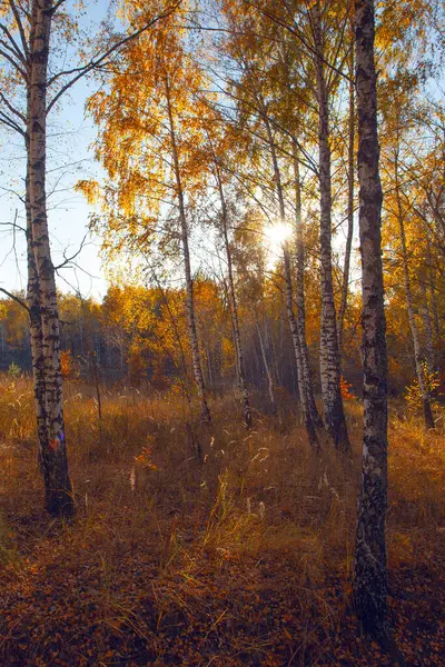 Alley Autumn Golden Yellow Birch Grove Sunset Time — Stock Photo, Image