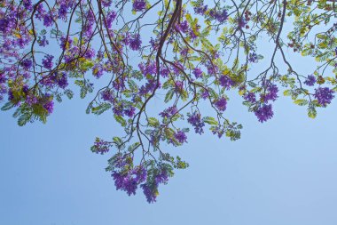 Mor Jacaranda çiçekleri mavi gökyüzüne karşı açıyor, Meksika