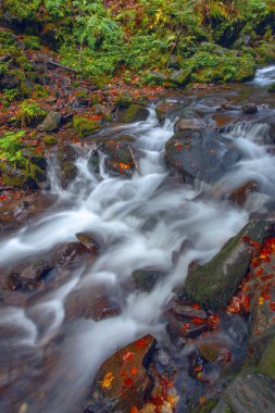 Sonbaharda Karpat dağlarında Shypit şelalesi, Ukrayna