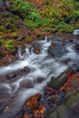 Sonbaharda Karpat dağlarında Shypit şelalesi, Ukrayna