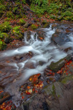 Sonbaharda Karpat dağlarında Shypit şelalesi, Ukrayna