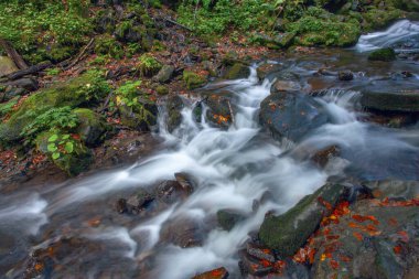 Sonbaharda Karpat dağlarında Shypit şelalesi, Ukrayna