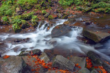 Sonbaharda Karpat dağlarında Shypit şelalesi, Ukrayna