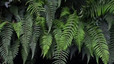 Ormanda taze yeşil eğreltiotu, arka plan