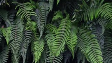 Ormanda taze yeşil eğreltiotu, arka plan