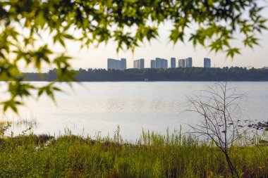 Çin akçaağacı Yiwu Gölü yakınlarında, Zhejiang, Çin