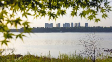 Çin akçaağacı Yiwu Gölü yakınlarında, Zhejiang, Çin