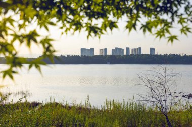 Çin akçaağacı Yiwu Gölü yakınlarında, Zhejiang, Çin