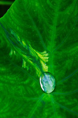 Yağmur yağdıktan sonra büyük baston yapraklarına su damlaları düşer.