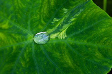 Yağmur yağdıktan sonra büyük baston yapraklarına su damlaları düşer.