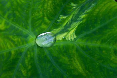 Yağmur yağdıktan sonra büyük baston yapraklarına su damlaları düşer.