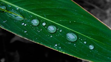 Yağmur yağdıktan sonra büyük baston yapraklarına su damlaları düşer.