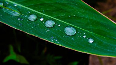 Yağmur yağdıktan sonra büyük baston yapraklarına su damlaları düşer.