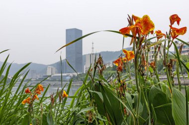 Zhuji, Zhejiang, Çin 'deki nehir kıyısında portakal çiçekli kamış.