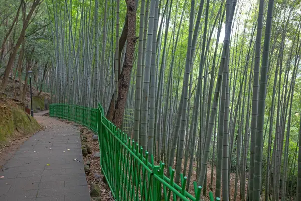 Bamboo forest in City park in the center of Zhuji city, Zhejiang, China