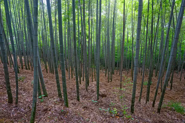 Bamboo forest in City park in the center of Zhuji city, Zhejiang, China