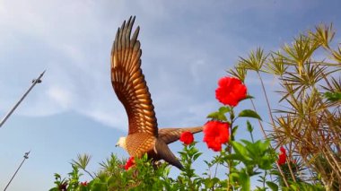 Langkawi Adası, Malezya 'daki Kartal' ın büyük heykeli.