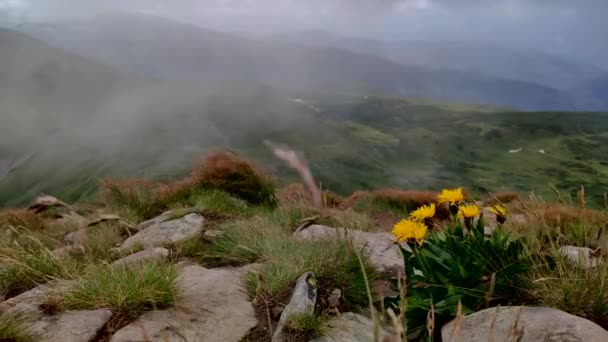 Flores Selvagens Nas Montanhas Hoverla Cárpatos Ucranianos Tempo Tempestuoso — Vídeo de Stock