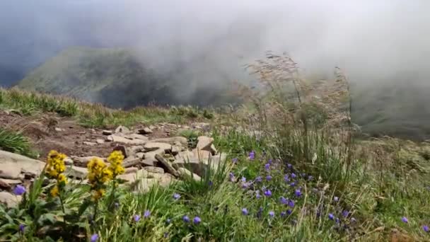 Flores Silvestres Las Montañas Hoverla Los Cárpatos Ucranianos Tiempo Tormentoso — Vídeos de Stock