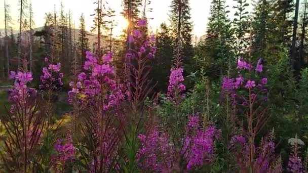 Beautisul Ivan Tea Flowers Carpathian Mountains — Stock Video