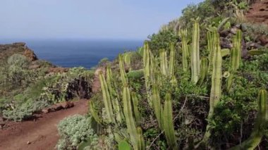 İspanya, Tenerife 'de güzel kaktüsler ve Atlantik Okyanusu