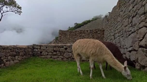 Lama Bonito Machu Picchu Cidade Antiga Peru — Vídeo de Stock