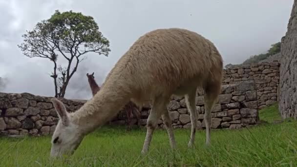 Lama Bonito Machu Picchu Cidade Antiga Peru — Vídeo de Stock