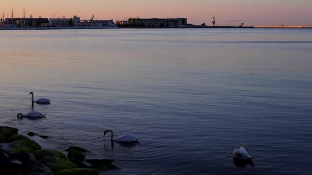 ポーランドのグディニアの日の出に美しい白いスワン — ストック動画