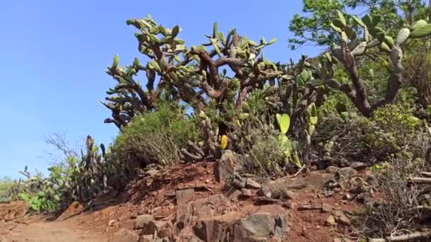 Prachtige Cactussen Atlantische Oceaan Tenerife Spanje — Stockvideo