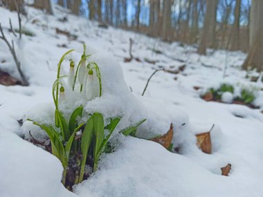 İlk bahar kardelenleri ormandaki karın altında çiçek açar.