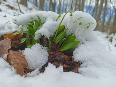 İlk bahar kardelenleri ormandaki karın altında çiçek açar.