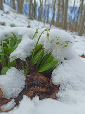 İlk bahar kardelenleri ormandaki karın altında çiçek açar.