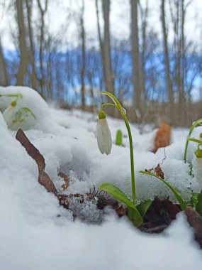 İlk bahar kardelenleri ormandaki karın altında çiçek açar.
