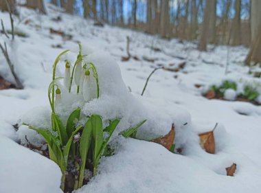 İlk bahar kardelenleri ormandaki karın altında çiçek açar.
