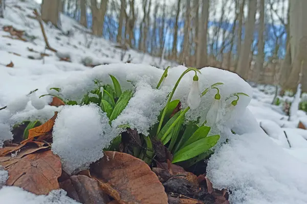 Перші Весняні Проліски Квіти Під Снігом Лісі — стокове фото