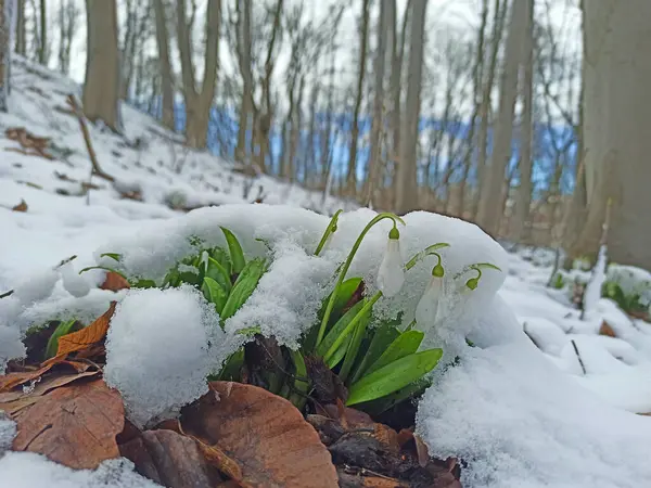 Перші Весняні Проліски Квіти Під Снігом Лісі — стокове фото