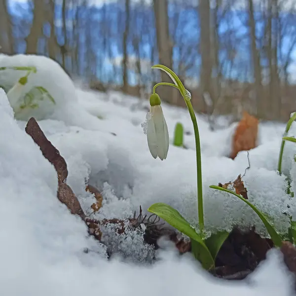 Πρώτη Άνοιξη Χιονίζει Λουλούδια Κάτω Από Χιόνι Στο Δάσος — Φωτογραφία Αρχείου