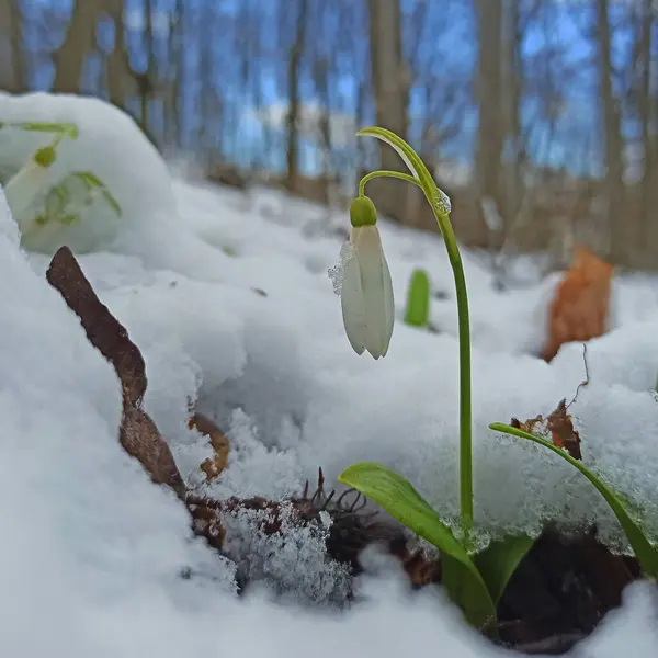 初春的雪花在森林里的雪地里绽放 — 图库照片