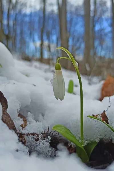 Πρώτη Άνοιξη Χιονίζει Λουλούδια Κάτω Από Χιόνι Στο Δάσος — Φωτογραφία Αρχείου