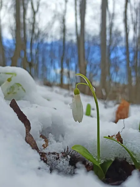 初春的雪花在森林里的雪地里绽放 — 图库照片