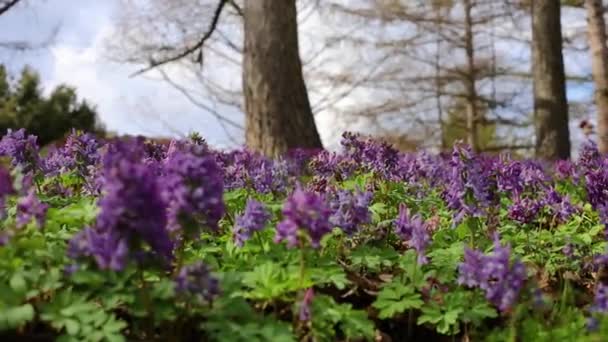 Fioletowe Kwiaty Fumewort Samotne Drzewo Kijowskim Ogrodzie Botanicznym — Wideo stockowe