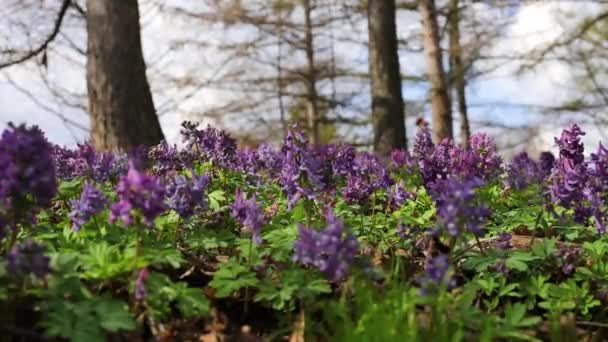 식물원에 바이올린 꽃무늬 외따로 — 비디오