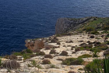 Malta sahilinde güzel kayalıklar ve çiçekler, ünlü Blue Grotto durağı civarında.