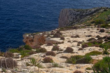 Malta sahilinde güzel kayalıklar ve çiçekler, ünlü Blue Grotto durağı civarında.