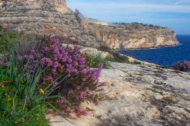 Malta sahilinde güzel kayalıklar ve çiçekler, ünlü Blue Grotto durağı civarında.