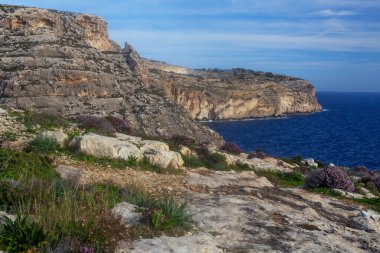 Malta sahilinde güzel kayalıklar ve çiçekler, ünlü Blue Grotto durağı civarında.