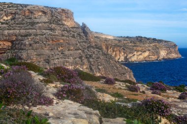 Malta sahilinde güzel kayalıklar ve çiçekler, ünlü Blue Grotto durağı civarında.