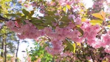 Kyiv 'deki Park' ta çiçek açan sakuralar